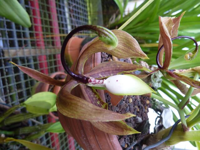 Schwanen-Orchis CYCNOCHES loddigesii: Das Säulchen der meist eingeschlechtlichen Blüten, die zu verschiedener Zeit an derselben Pflanze ausgebildet werden, ist stark verlängert und erinnert an einen (...)-Hals. Die Lippe steht oben.