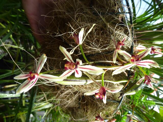 CYMBIDIUM daganum. Cymbidium umfasst etwa 70 Arten, von denen Tausende von Hybriden gezüchtet worden sind. Überhängende Stengel.