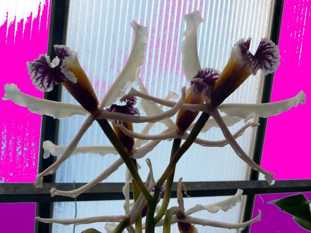 Lob der SYMMETRIE: LAELIA crispa - Lippe der 10 cm großen Blüten mit purpurfarbenem Rand. Eng verwandt mit CATTLEYA, Baumbewohner, die als "Königin der Orchideen" angesehen werden. a&s-mut-Bild