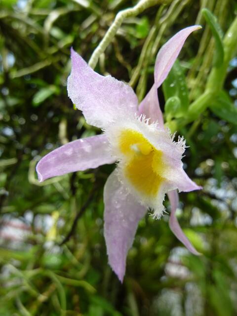 DENDROBIUM loddigesii.