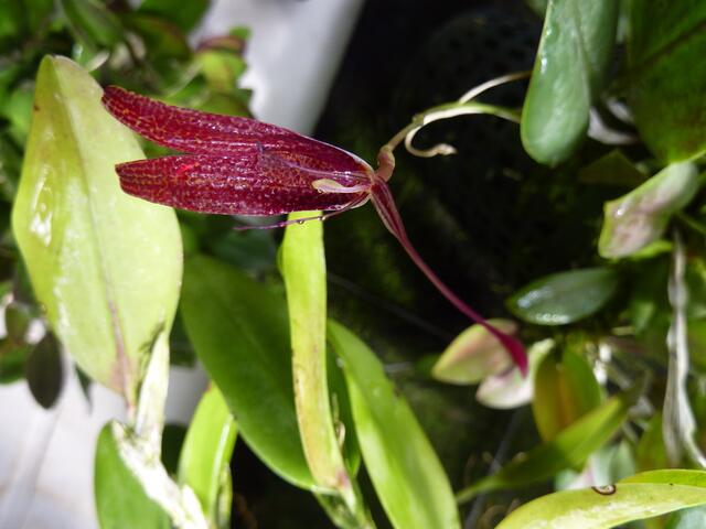 RESTREPIA guttulata: Blüten stehen einzeln an den Stengeln.