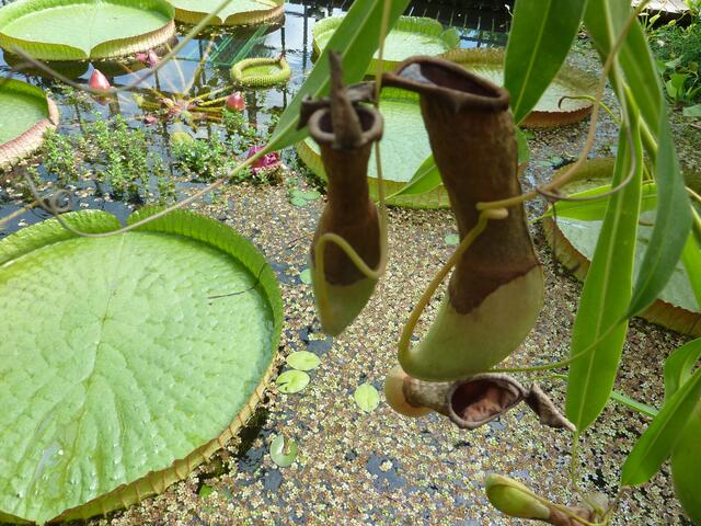 Ob die Victoria amazonica und andere Raritäten des Neuen BoGa „auch künftig noch auf den Marburger Lahnbergen zu sehen sein wird, ist ungewiss“, schreibt die FAZ. Die Sparpläne würden den BoGa „hart“ treffen: „Mehr als eine Million fehlt“!