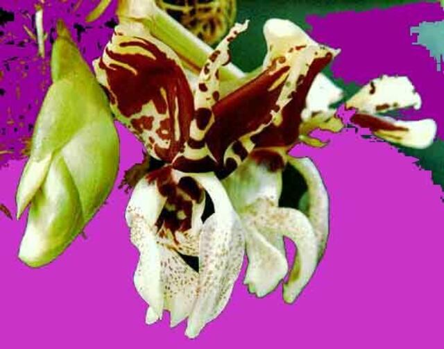 STANHOPEA mit ungewöhnlich geformten und gefärbten, wächsernen Blüten. 30 Epiphytenarten aus dieser Orchideengattung sind bekannt. a&s-mut-Bild.