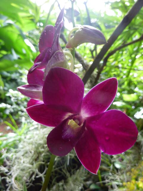 MICH findest Du auf dem Weg zu den Schmetterlingen im BoGa: Mein Gattungsname ist PHALAENOPSIS. Wegen der herrlichen Farbenvielfalt werden wir von Sammlern und Hobbygärtnern geschätzt. Siehe mehr im Artikel-Text von W.H..