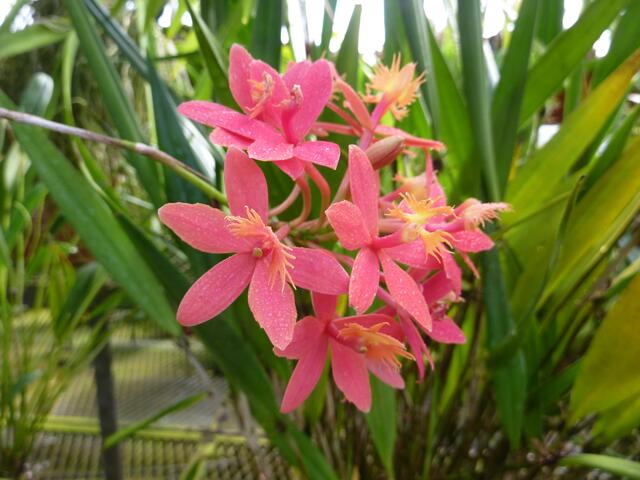 EPIDENDRUM cinnabarinum: eine der nichtweniger als 1000 bekannten Arten der Gattung Epidendrum.