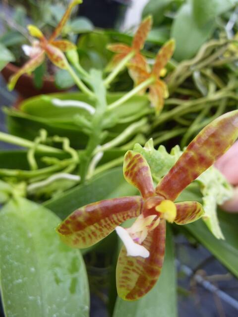 PHALAENOPSIS cornu cervi: Phalaenopsis - die Falterorchidee - ihren Namen kennt fast jeder: Sie kommt mit den Lebensbedingungen in unseren Wohnungen relativ gut zurecht. Die "Nachtfalterorchidee" ziert in weißen, roten, gelblichen (...) Sorten  dekorativ