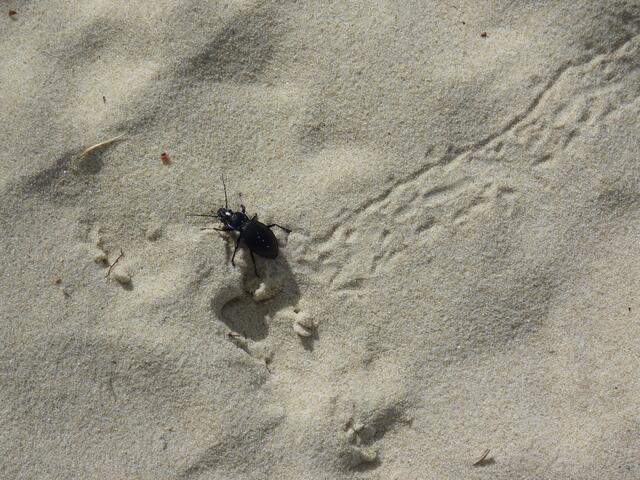 Spuren im Sand