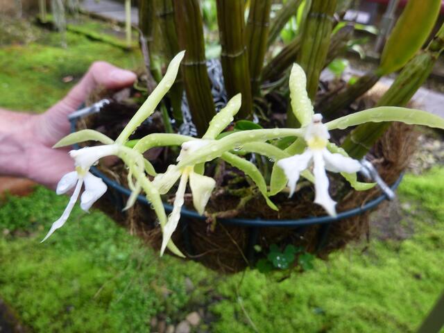 EPIDENDRUM oerstedii.