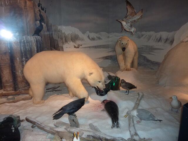 Diorama lebensgroß - Bärenpark Orsa