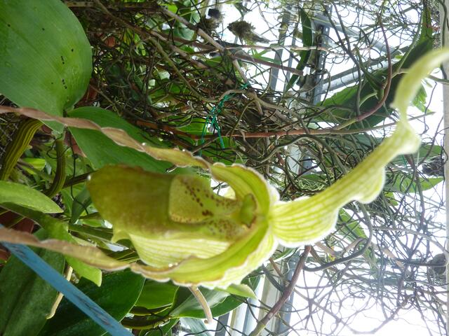 CURRLIN Orchidee.