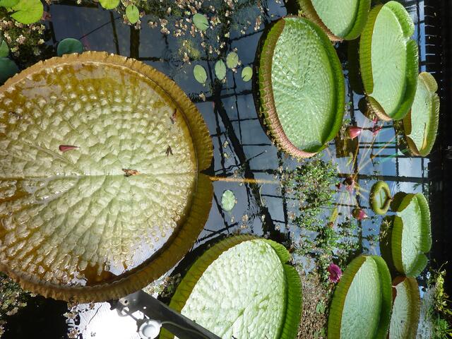Ein kritischer langer FAZ-Bericht des Redakteurs Wolfram AHLERS: „Was wird aus der Victoria amazonica?“ titelte die FAZ (Nr. 202 vom 1. September, S. 49 - HESSEN Seite).