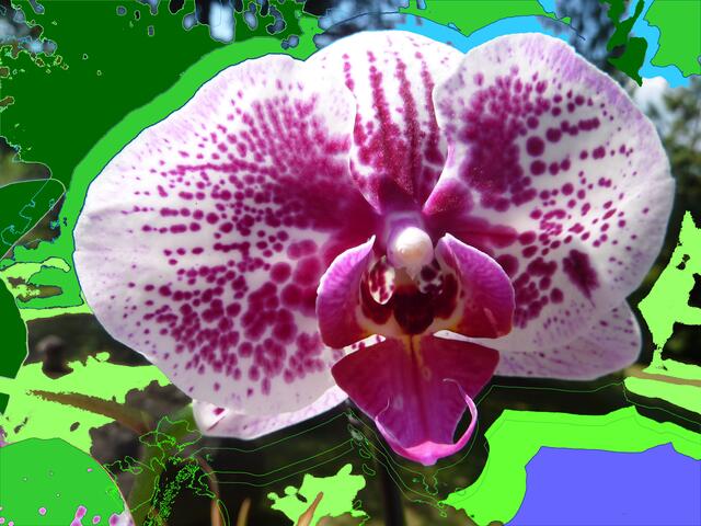 Ars-evolutoria-Malerei für Biodiversität / Evolutionisierung ORCHIDEEN-Vielfalt: a&s 5/9/10.