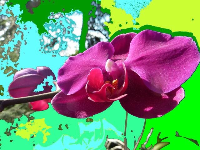 Phalaenopsis-Blüten-Rispe a&s-optimiert. ("P. grande Brother Hahn".)