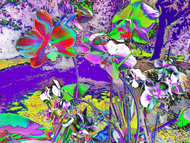 Ars-evolutoria-Malerei für Biodiversität / Evolutionisierung ORCHIDEEN-Vielfalt: a&s 5/9/10.