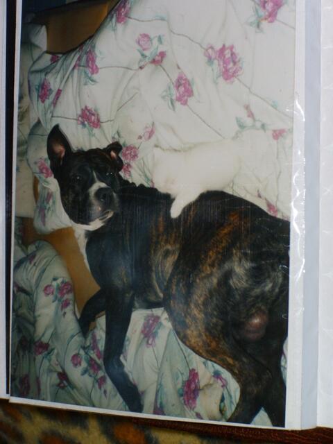 Buster-bekuschelt von Flocke