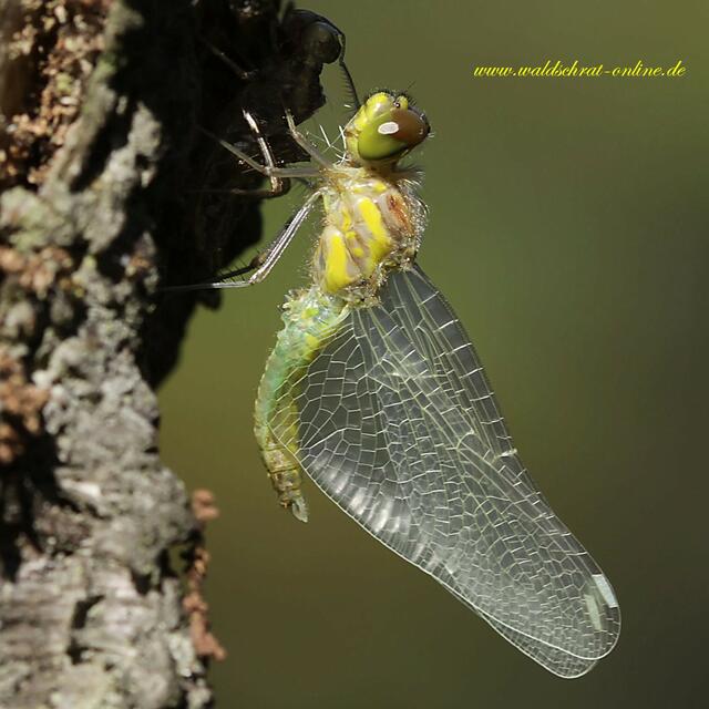 Schwarze Heidelibelle (Sympetrum danae) Männchen beim Schlupf.