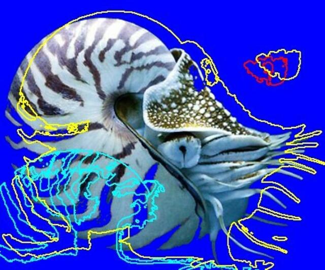 HAWKING kommt in seinem „Großen Entwurf“ zu keiner ETOE – klammert die EVOLUTIONS-Theorien, die sich um Flora-Fauna-Menschen kümmern - aus! Dennoch untermalt S.H. ein Kapitel mit NAUTILUS; ein Perlboot-Gehäuse im Schnitt. a&s-Malerei Werner Hahn.