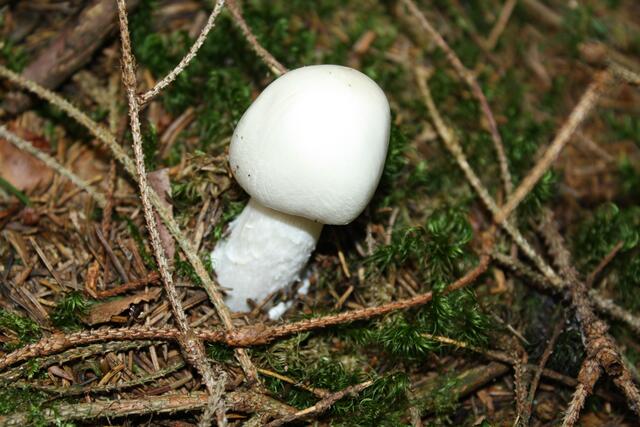 + GIFTIG  Kegelhütiger Knollenblätterpilz, kein Champignon!