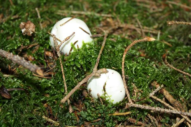 + GIFTIG  Kegelhütiger Knollenblätterpilz, kein junger Bowist oder Champignon!