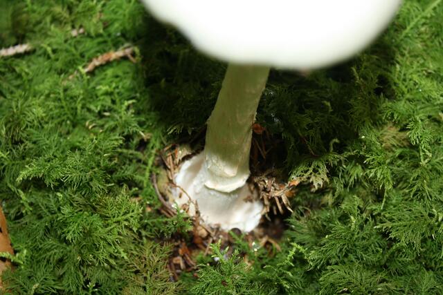 + GIFTIG  Kegelhütiger Knollenblätterpilz