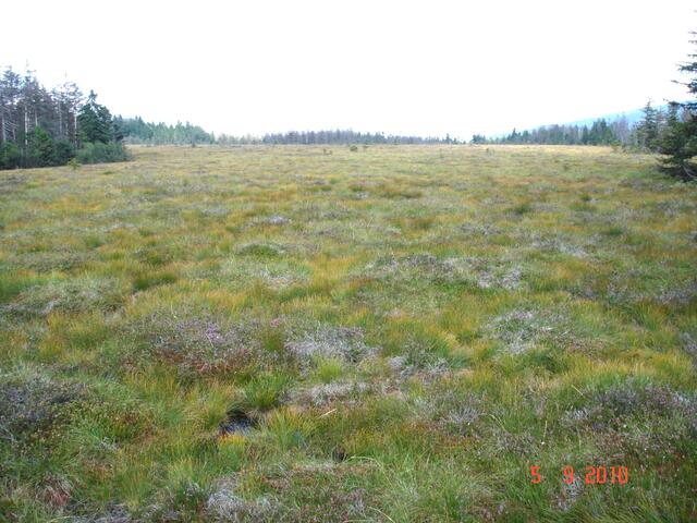Moor