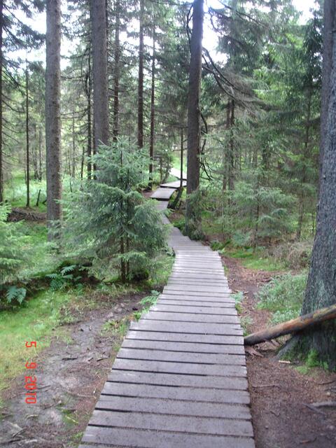 Weg durch das Moor