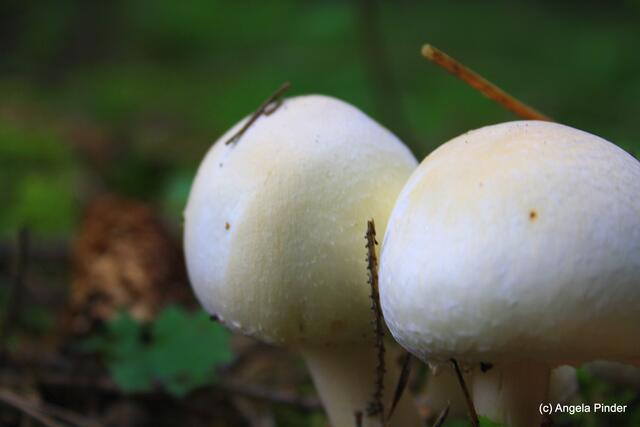 Eßbar, Anischampignon (im Vergleich)