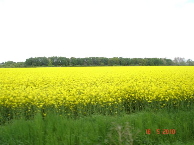 Unendliche Rapsfelder