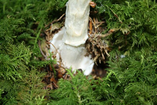 + GIFTIG  Kegelhütiger Knollenblätterpilz