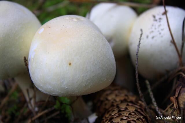 Eßbar, Anischampignon (im Vergleich)