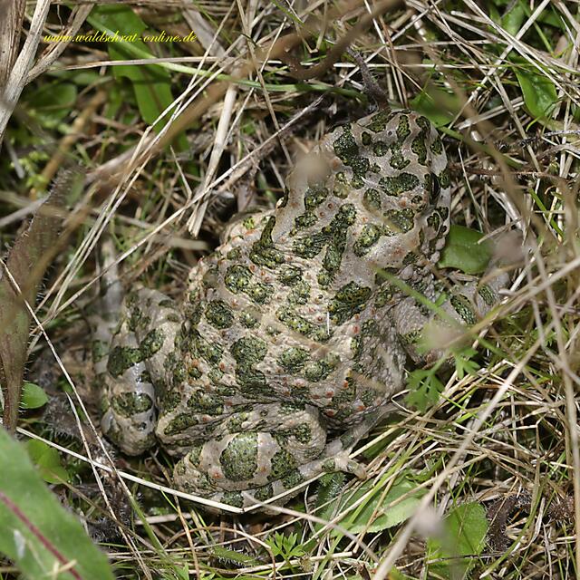 Am Boden so gut wie unsichtbar: Die Wechselkröte (Buffo viridis).