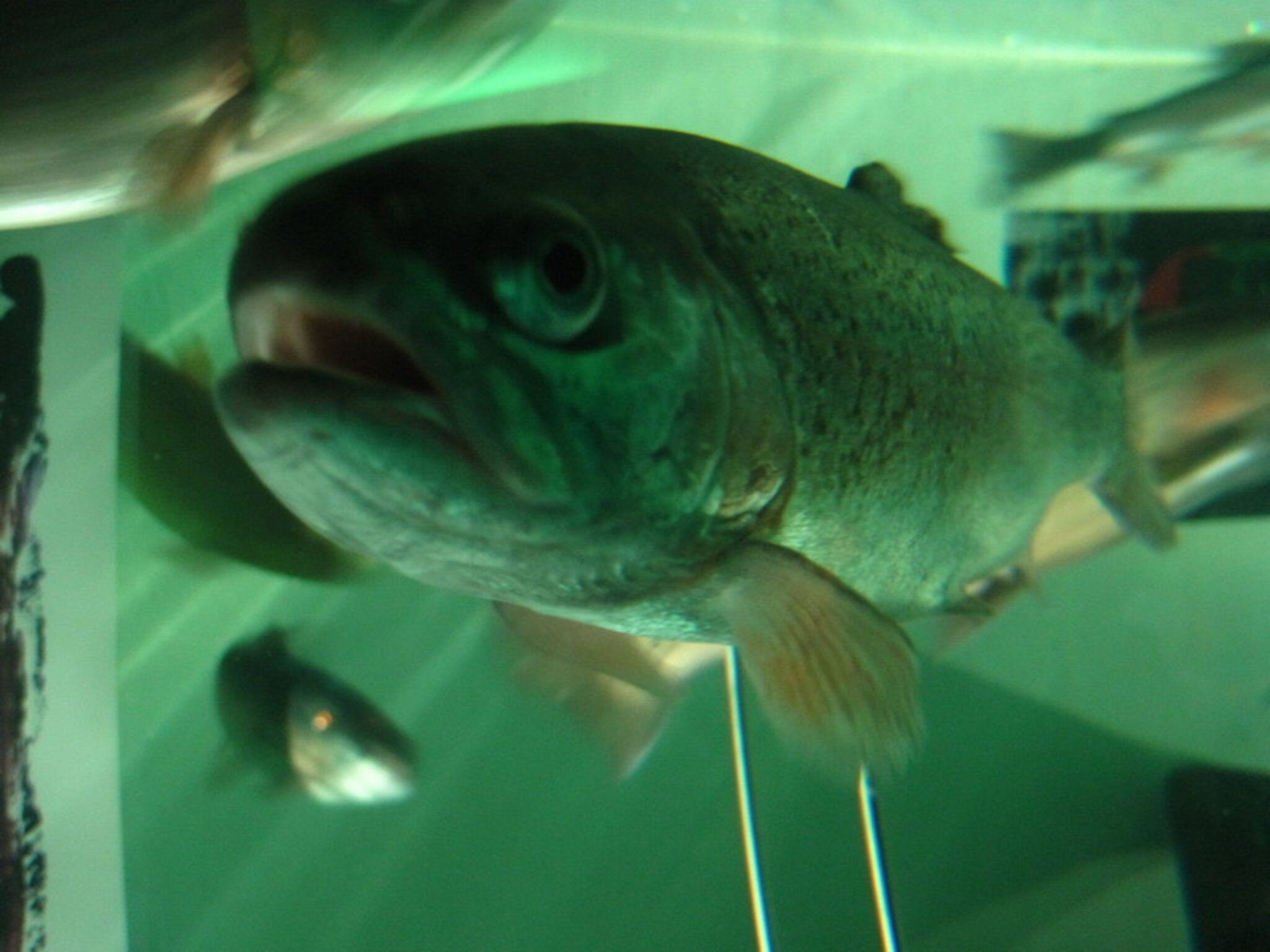 Aquadome Bad Wiessee / Abwinkl Bayerns größtes begehbares Süßwasser