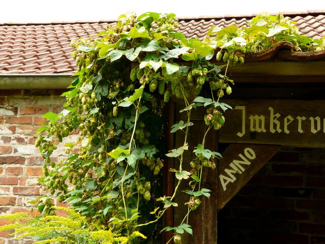 Die Bienen freuen sich...