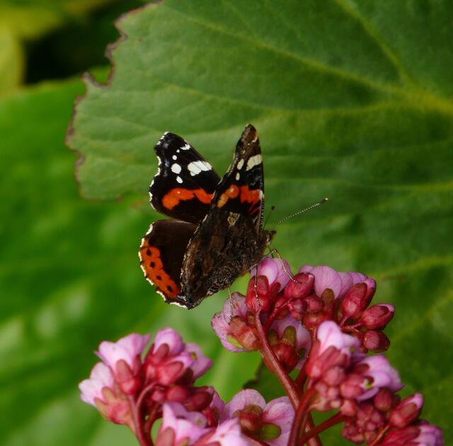 Ein Admiral im Bauerngarten. Ihm schmeckt der Nektar.