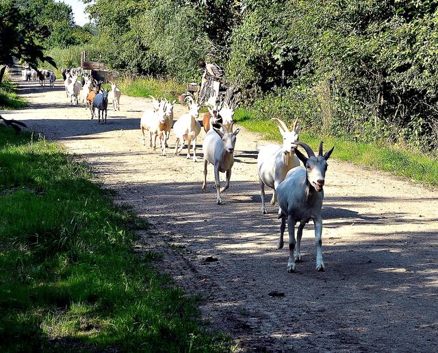 Ab zum Melken