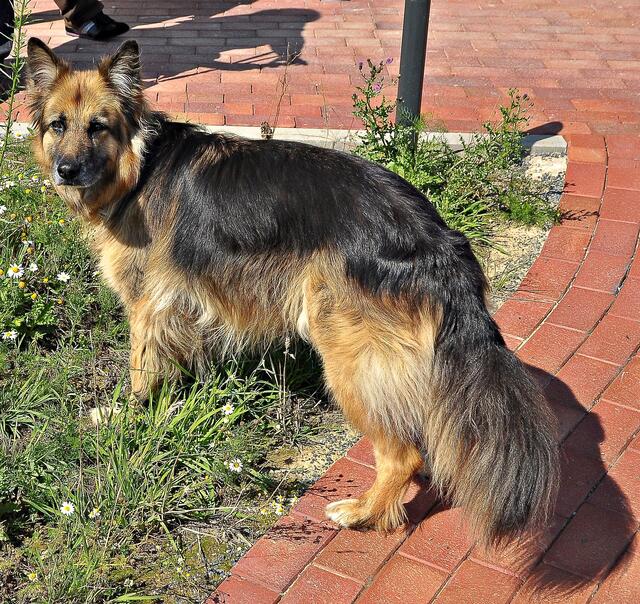 Der hübsche Hofhund