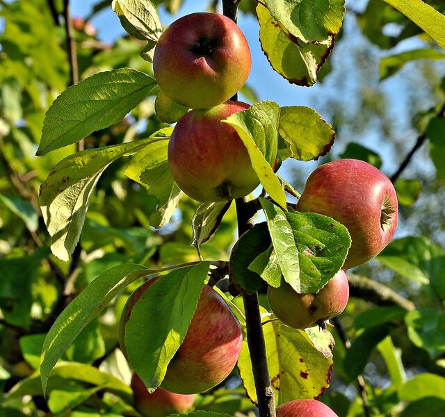 Streuobstwiese