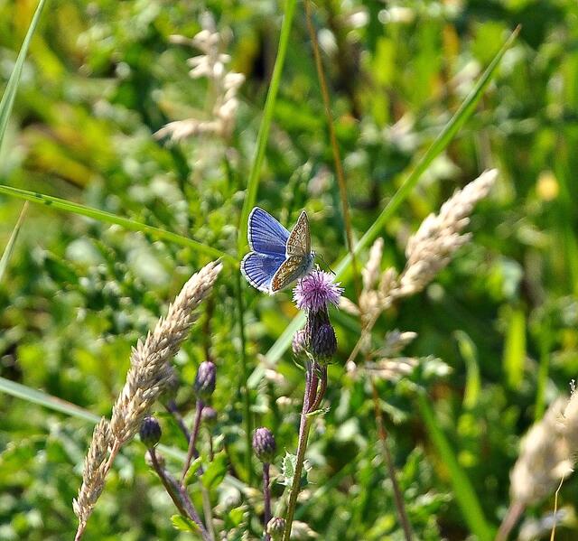 Ein "Himmelblauer Bläuling"