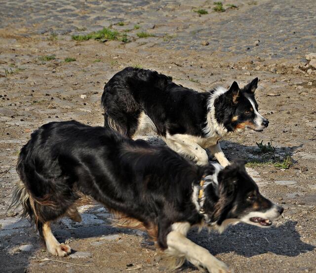 Border-Collies bei der Arbeit
