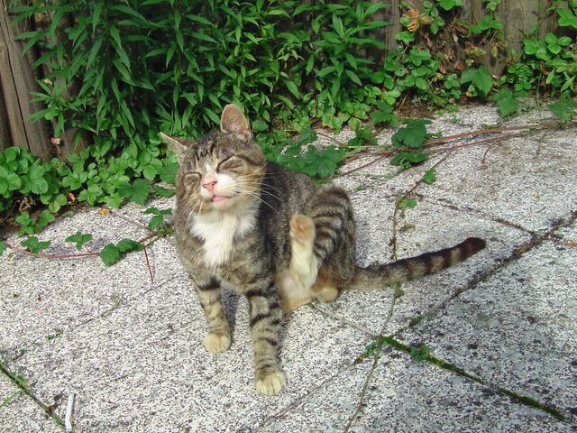 Wahrscheinlich Flöhe!