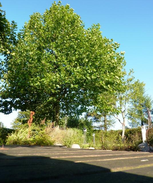 Vom Herbst keine Spur...?!