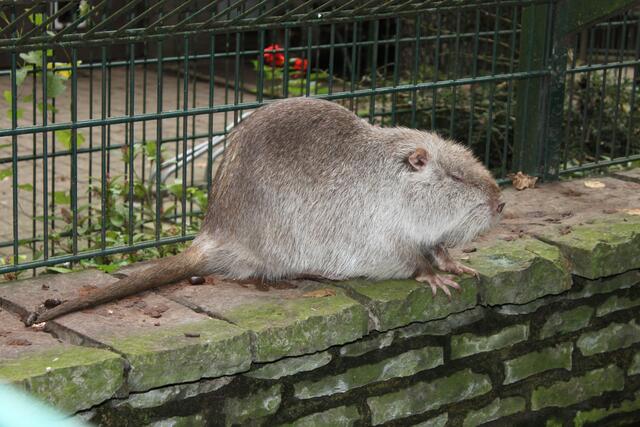 Nutria