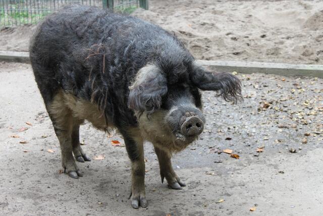 Wollschweine