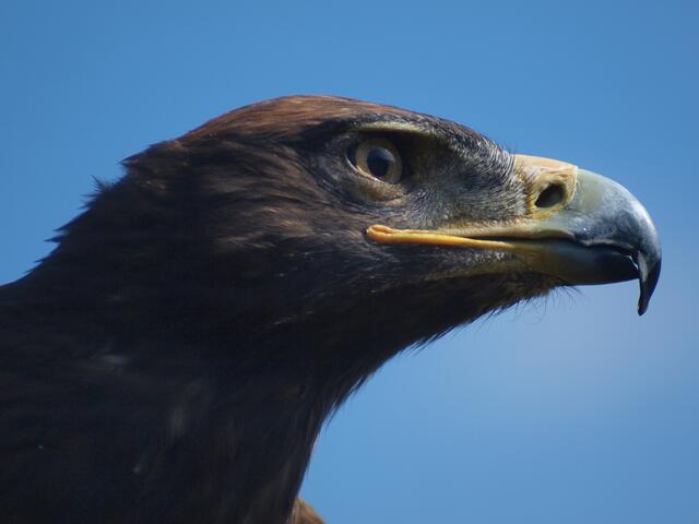 Adler