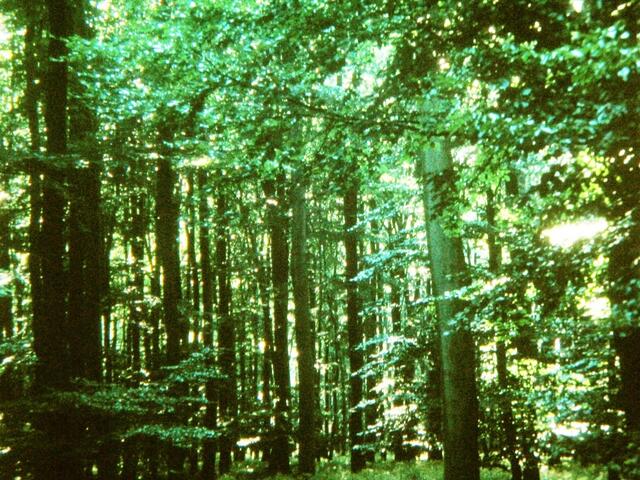 Lappwald