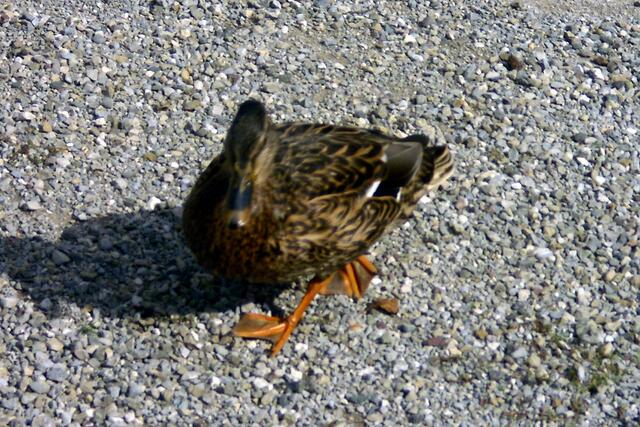 Auch ein Gast?