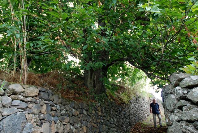 Nun geht's aber los zum Kastanienbaum der hundert Pferde ...