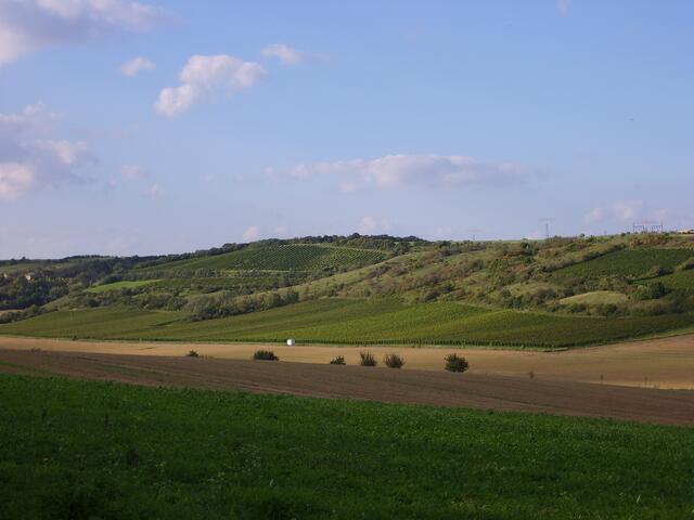 Weinberge zwischen Weischütz und Zscheiplitz