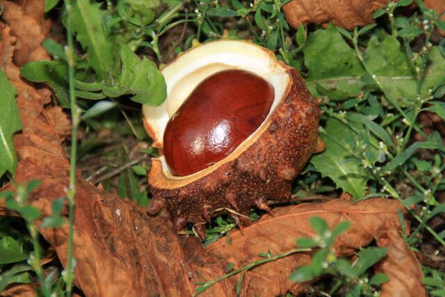 Futter für die Tiere