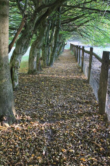 Am Wildschweingehege